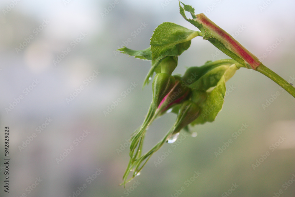 rose bud in dew. leaves on a branch rose bud in dew. leaves on a branch