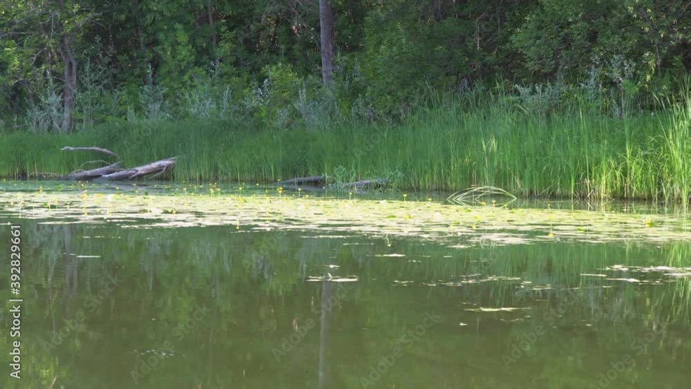 A small motor boat moves along a small river or Bayou with banks overgrown with green forest or jungle. Point of view A small motor boat moves along a small river or Bayou with banks overgrown with green forest or jungle. Point of view