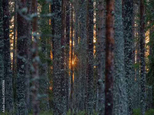 Sunrise sun among the trunks of a coniferous forest in Karelia