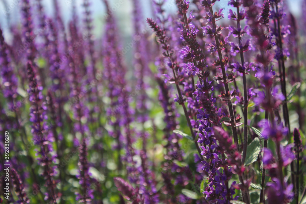 Obraz premium lavender field in region