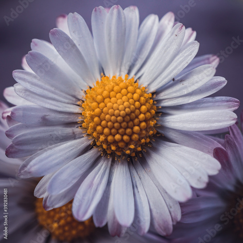 beautiful white daisy flower in the garden in autumn season  autumn colors