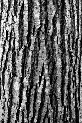 Tree bark texture in black and white