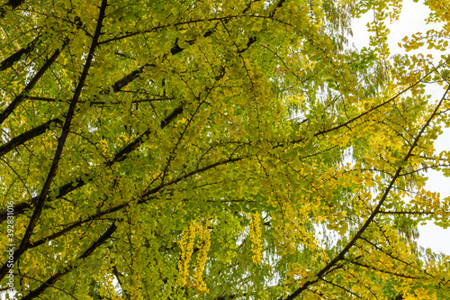 晩秋の樹木公園 カツラの枝葉