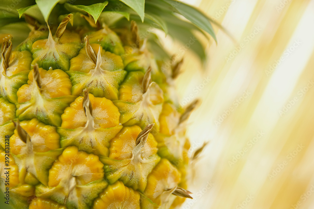 Macro shooting. Close-up of the edge of a ripe pineapple. Summer mood. Copy space. Template for the design of juices from exotic fruits.