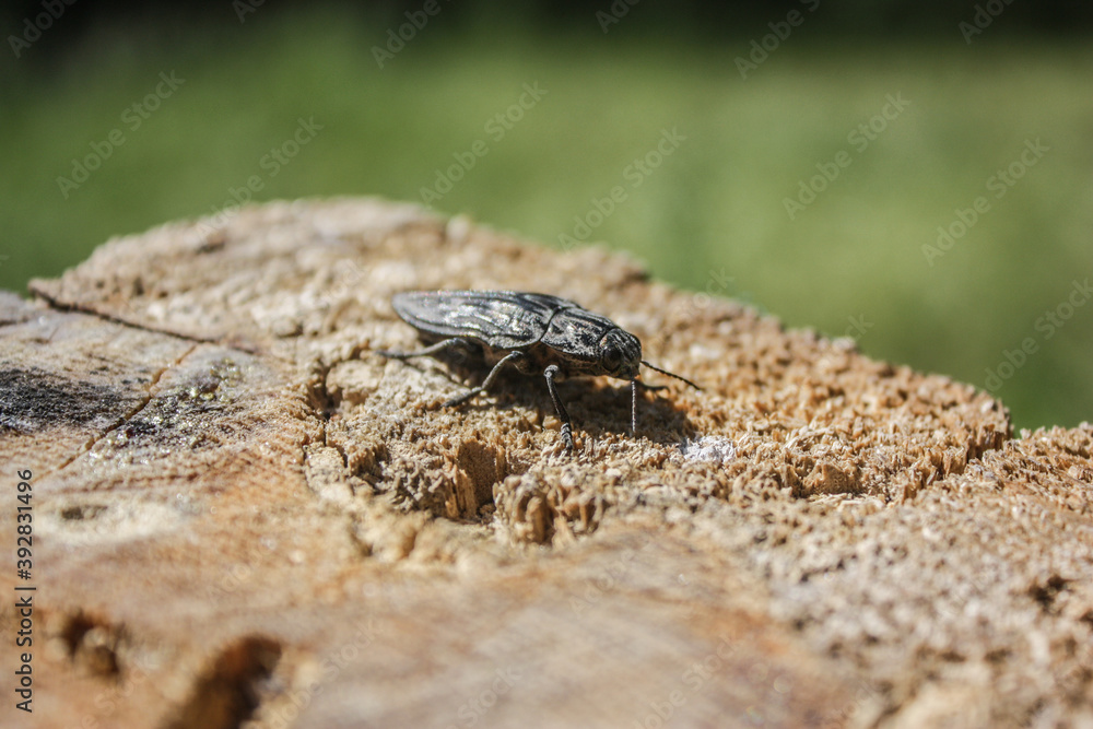 a beetle on the ground a beetle on the ground