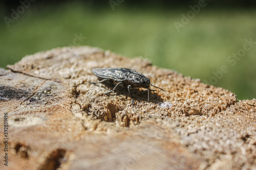 a beetle on the ground