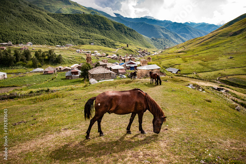 Grazing horse in hills outside of Ushguli, Georgia. At 2100 masl Ushguli is one of the highest continuously inhabited settlements in Europe