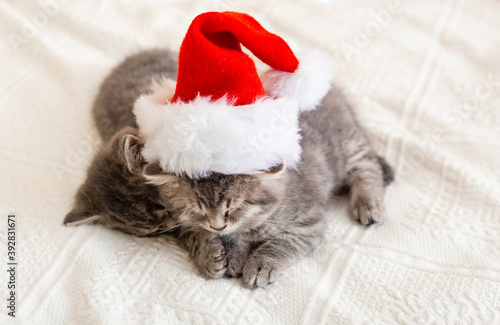 Cute tabby kittens sleeping together in christmas hat. Santa Claus hat on pretty Baby cat. Christmas cats. Kids animal concept. Home pets in costume at New Year and Xmas