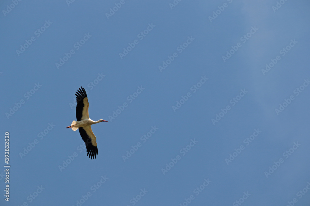 Obraz premium Storch im Flug