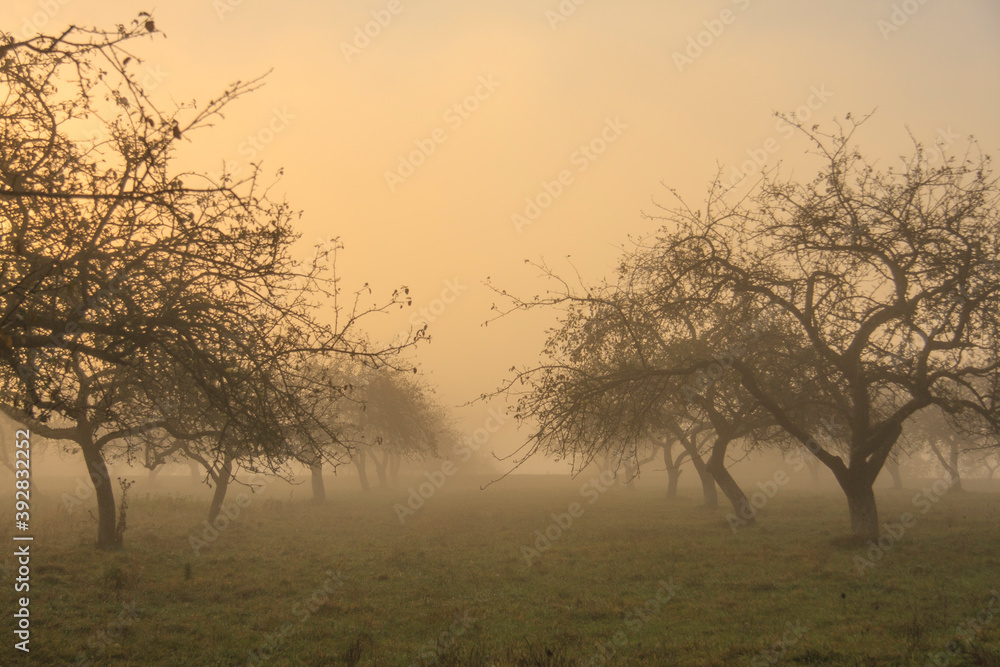 dawn in a foggy spring  garden