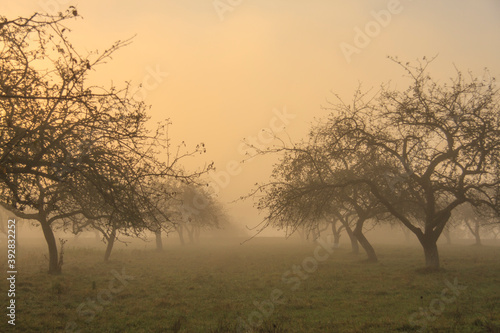 dawn in a foggy spring garden