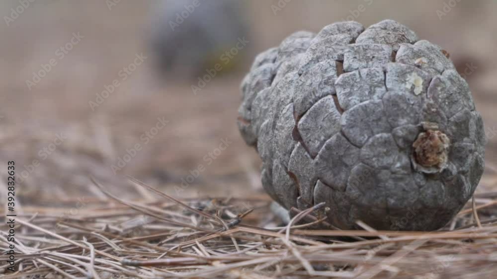 Close up on pine cone laying on pine needles, focus rack to background Close up on pine cone laying on pine needles, focus rack to background