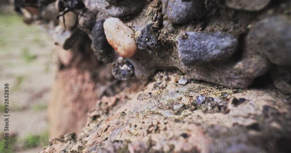 Ants passing by rocks. Macro shot. Ants passing by rocks. Macro shot.