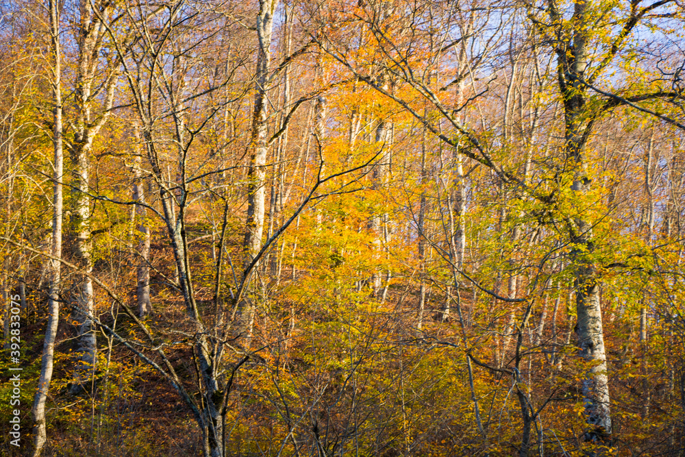 Autumn and fall forest landscape, autumn leaves and trees background Autumn and fall forest landscape, autumn leaves and trees background