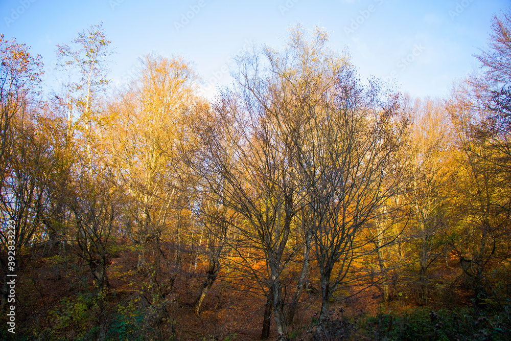 Autumn and fall forest landscape, autumn leaves and trees background Autumn and fall forest landscape, autumn leaves and trees background