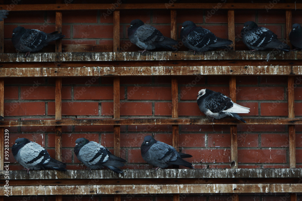 Fototapeta premium pigeons