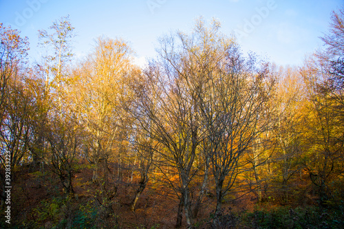 Autumn and fall forest landscape, autumn leaves and trees background