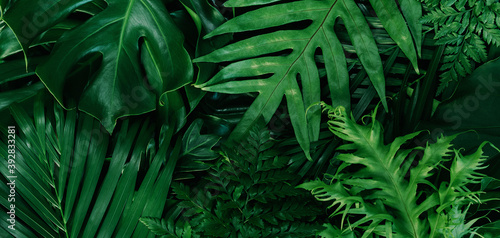 Monstera green leaves or Monstera Deliciosa in dark tones(Monstera, palm, rubber plant, pine, bird’s nest fern), background or green leafy tropical pine forest patterns for creative design elements.  © eakarat