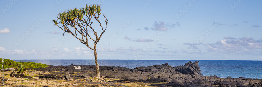 Vacoa tree (common screwpine) in Cap Méchant on Reunion Island Vacoa tree (common screwpine) in Cap Méchant on Reunion Island
