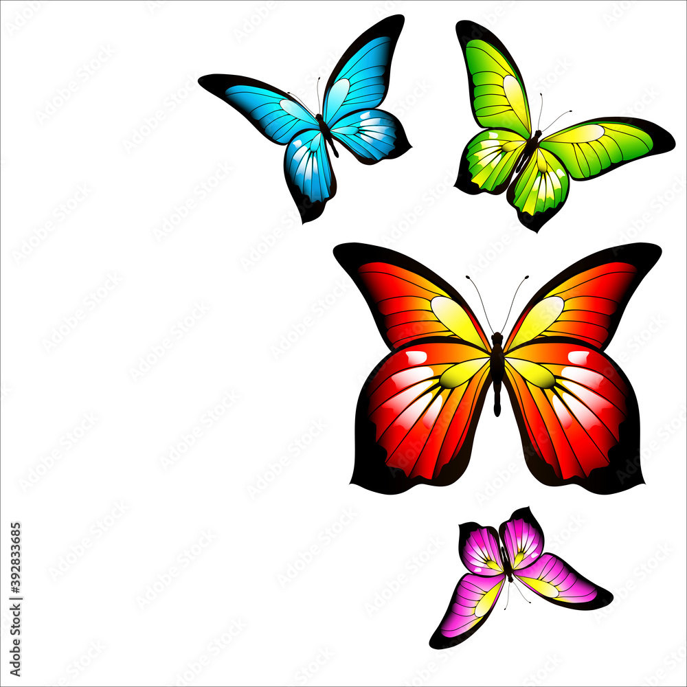 butterfly736 butterfly736