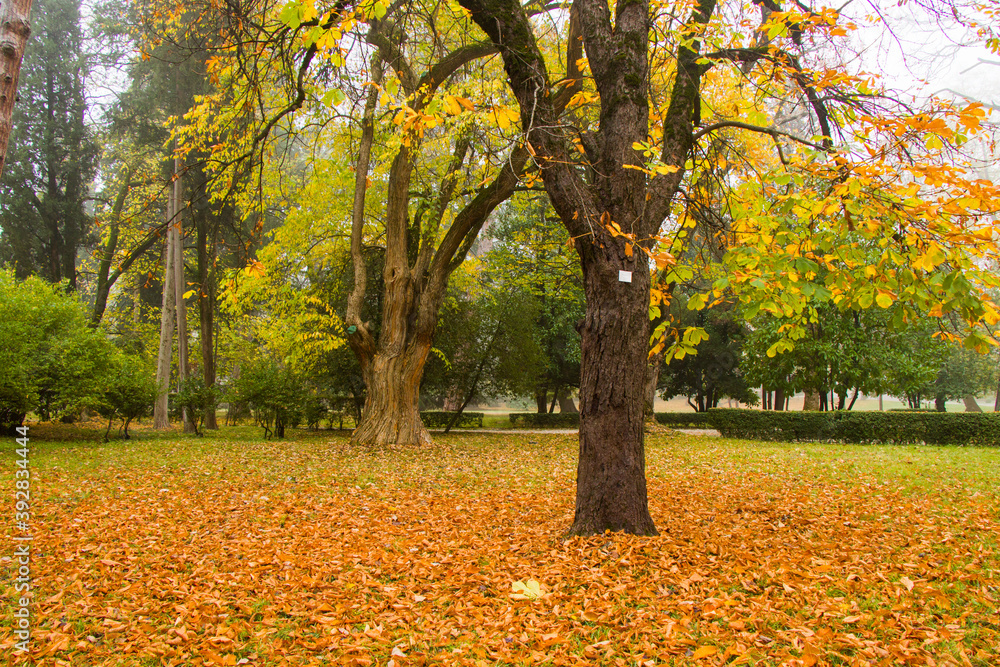 Fototapeta premium Park and garden in Tsinandali, Georgia