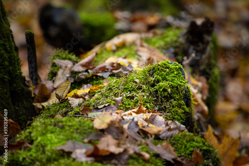 Mech na jesiennym drzewie w ciemnym ciep  ym lesie.
