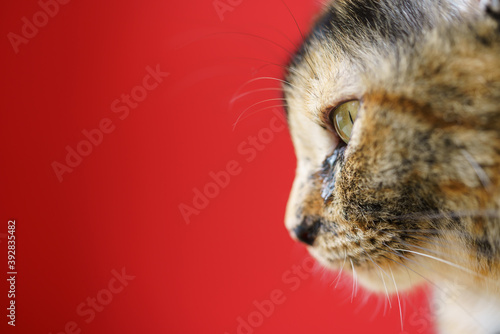 Close-up photo of the cat's face on the left and the red background.