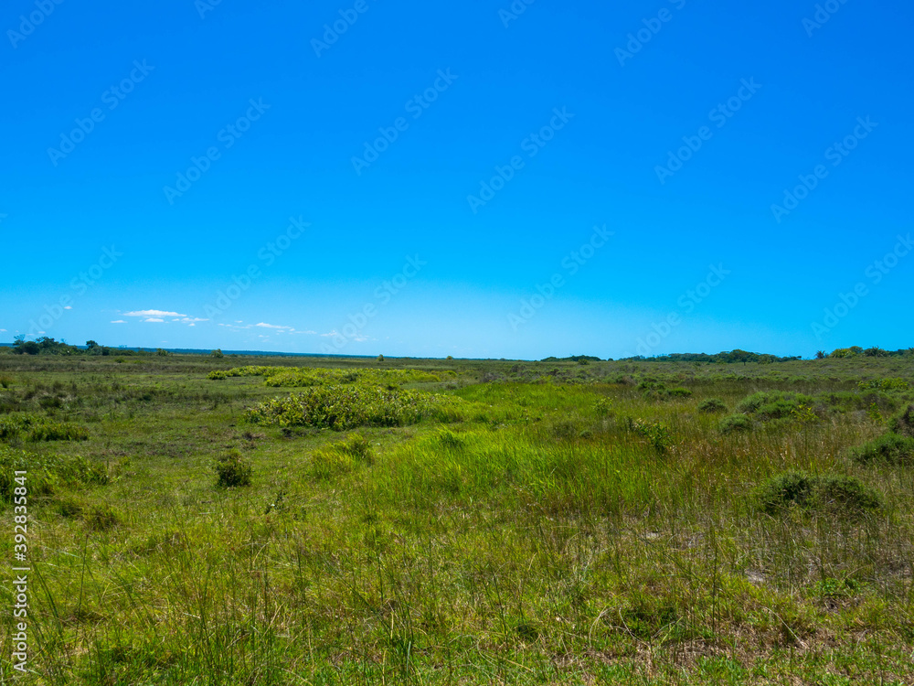 Panoramic view of the grass plain in the Africa nature reserve, Place for text