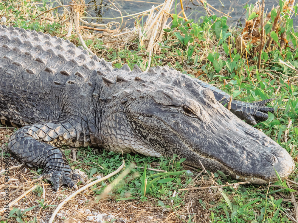 Fototapeta premium American Alligator in Everglades. Big Alligator resting on the ground. A wild American Alligator in Florida. Closeup of the big mouth and teeth. Alligator skin.