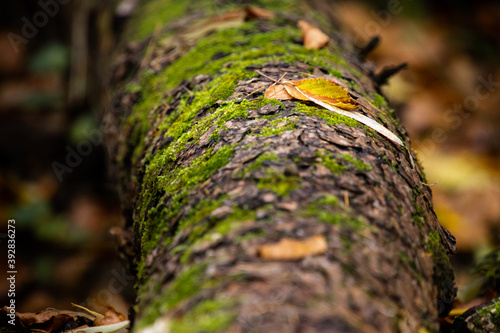 Fototapeta Naklejka Na Ścianę i Meble -  Mech na jesiennym drzewie w ciemnym ciepłym lesie.