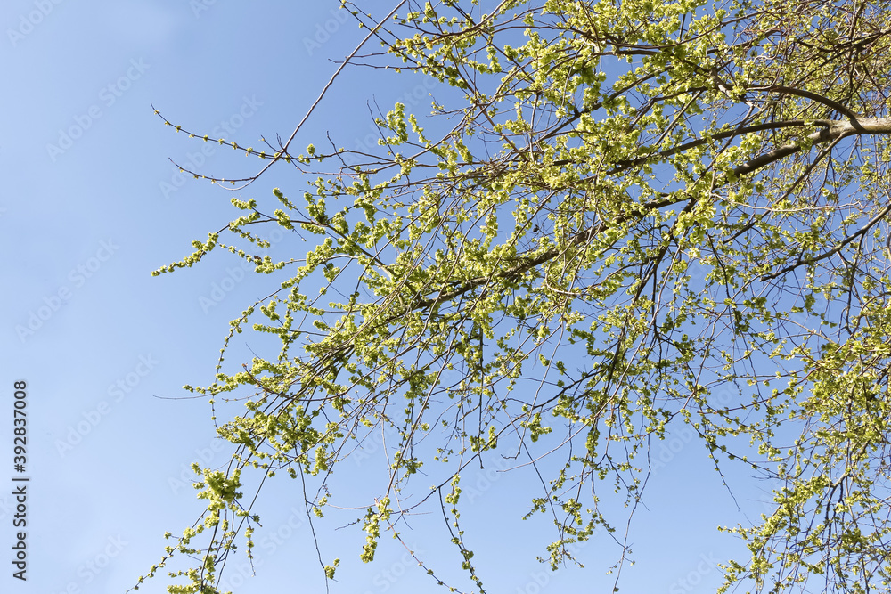 Blüten der Feldulme, Ulmus carpinifolia Blüten der Feldulme, Ulmus carpinifolia
