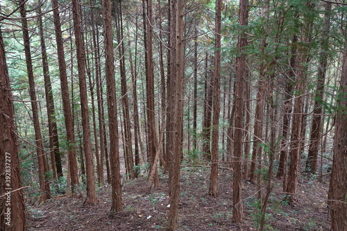 放置された檜林