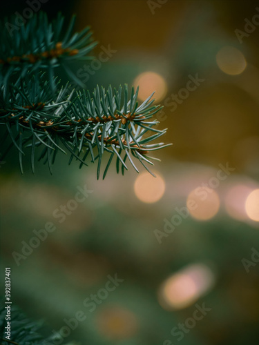 Green Christmas tree branch and yellow lights garlands blurred in bokeh