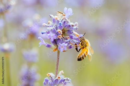 Bee in Lavender in Australia