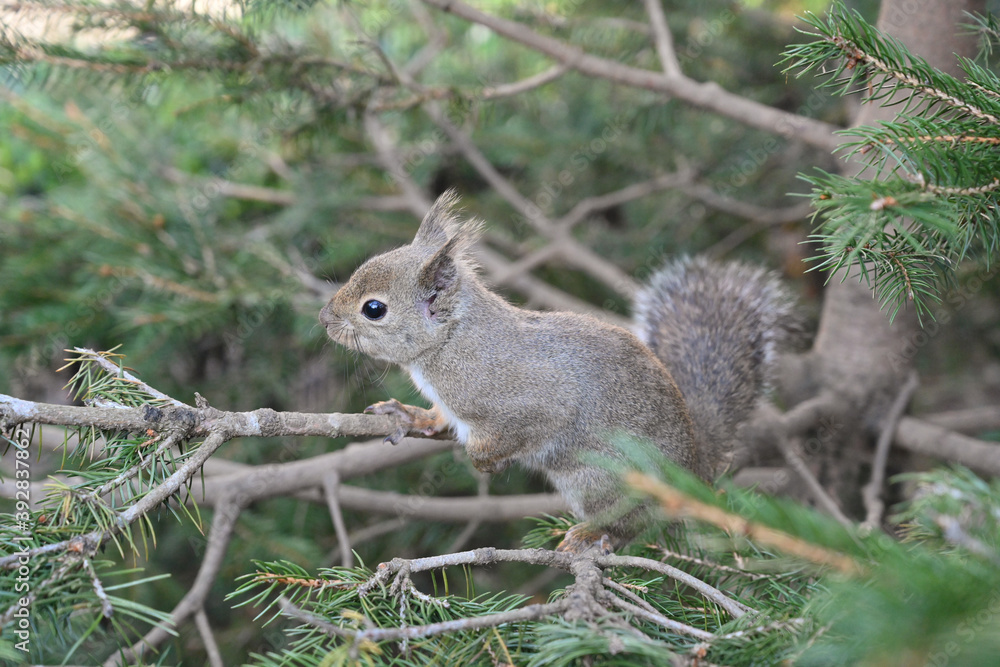 Fototapeta premium ニホンリス