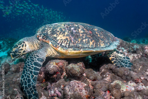 Sea turtle (Eretmochelys imbricata) on the top of a maldivian coral reel