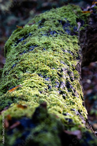 Mech na jesiennym drzewie w ciemnym ciepłym lesie.