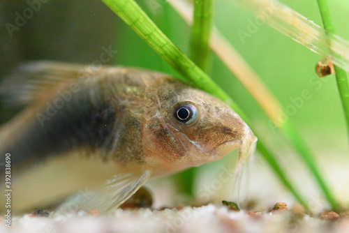 Corydoras Aeneus in aquarium