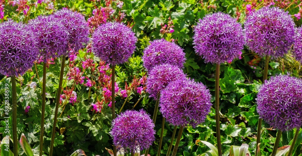 Obraz premium Ornamental garlic