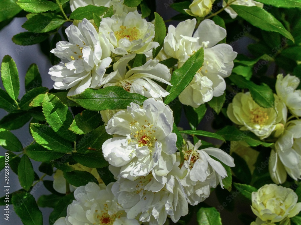 Fototapeta premium white roses in the garden