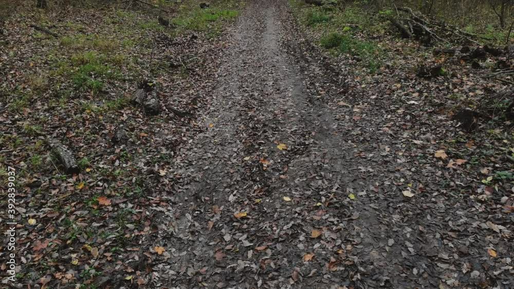 Tilt up on autumn forest, colourful trees and leaves o na. dirt road leads away. Tilt up on autumn forest, colourful trees and leaves o na. dirt road leads away.