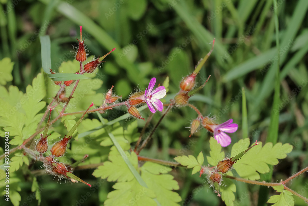 Lila Blüte des Storchschnabels, Lila Blüte des Storchschnabels,