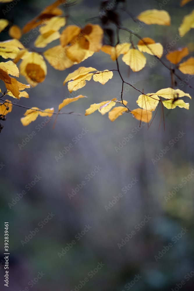 Feuillage automnal forêt nature dramatique - ombragé humide Feuillage automnal forêt nature dramatique - ombragé humide