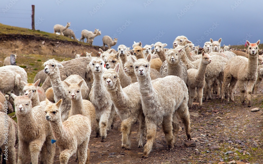Fototapeta premium llama or lama, group of lamas on pastureland