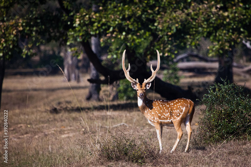 Photography male Axis axis with branched antlers proudly stands in a clearing consecrated b