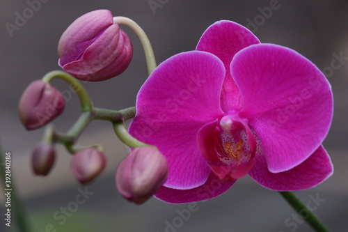 Bunga Anggrek Bulan Ungu   Close up view of beautiful purple phalaenopsis amabilis   moth orchids in full bloom in the garden with yellow pistils isolated on blur background