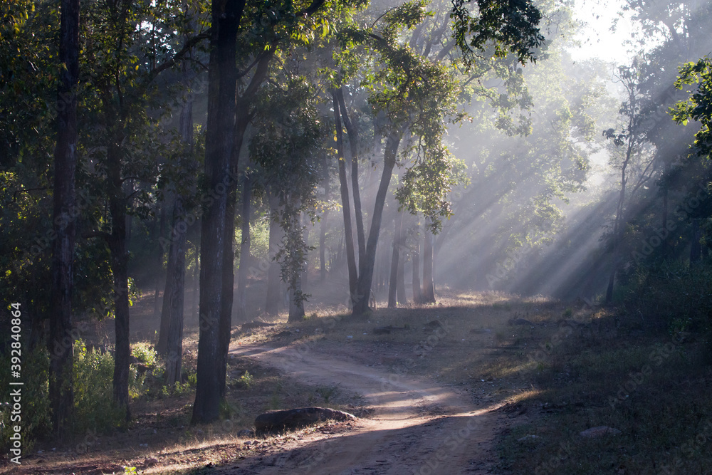 Naklejka premium sunny forest, beams of light obliquely and the road, Bandhavgarh. India.
