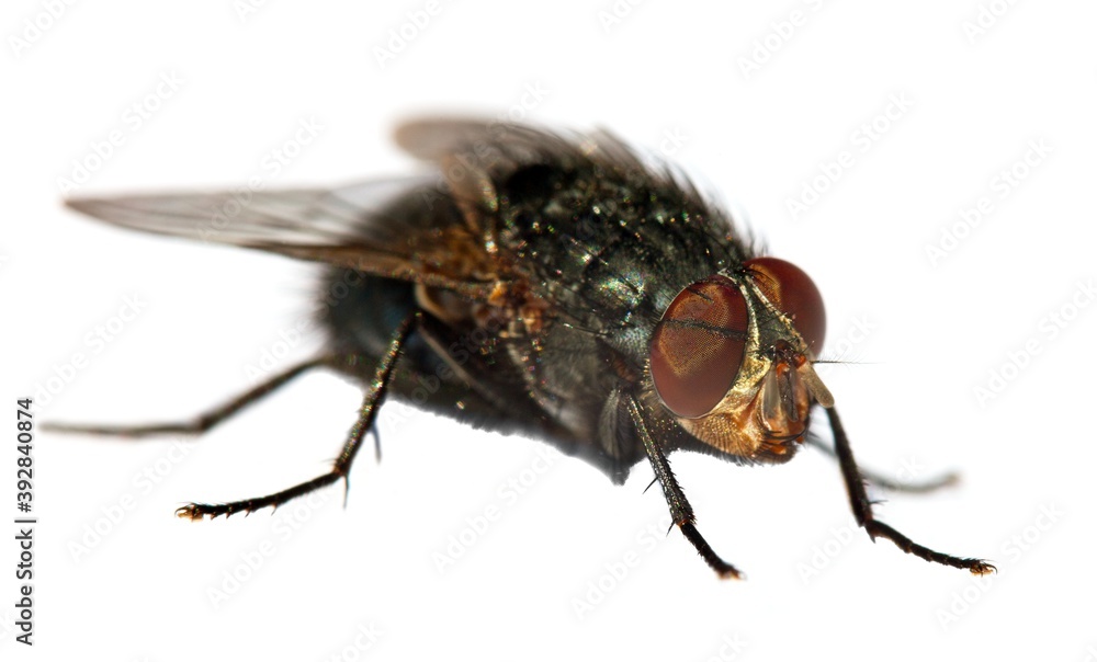 fly isolatet on the white background fly isolatet on the white background