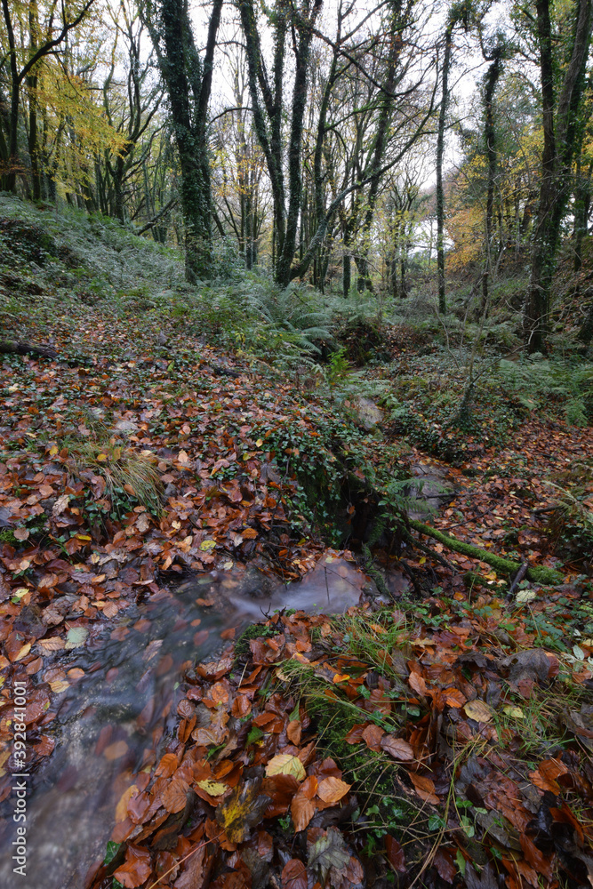 Autumnal Landscape Luxulyan Valley Cornwall Autumnal Landscape Luxulyan Valley Cornwall