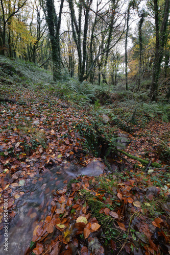 Autumnal Landscape Luxulyan Valley Cornwall